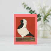 Black Nun Pigeon Postkarte (Stehend Vorderseite)