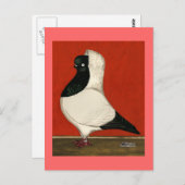 Black Nun Pigeon Postkarte (Vorne/Hinten)