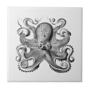 Black Octopus Illustration von Ernst Haeckel Fliese