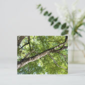 BLack Olive Tree Canopy Postkarte (Stehend Vorderseite)
