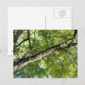 BLack Olive Tree Canopy Postkarte (Vorne/Hinten)
