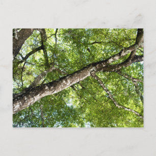 BLack Olive Tree Canopy Postkarte