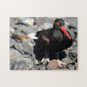 Black Oyster Catcher Alaska. Puzzle (Horizontal)
