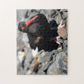 Black Oyster Catcher Alaska. Puzzle (Vertikal)
