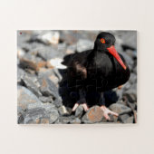 Black Oyster Catcher Alaska Puzzle (Horizontal)