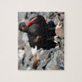 Black Oyster Catcher Alaska Puzzle (Vertikal)
