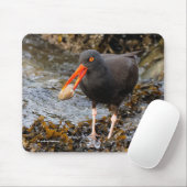 Black Oystercatcher Shorebird Fischen am Strand Mousepad (Mit Mouse)