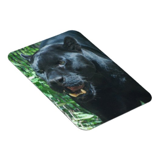 Black Panther Cat Premium Magnet (Rechte Seite)