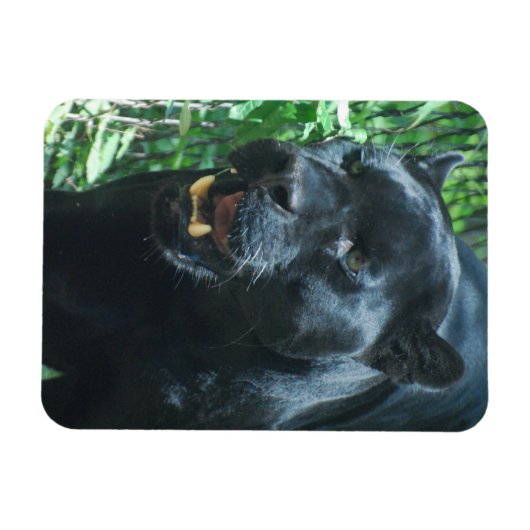 Black Panther Cat Premium Magnet (Horizontal)