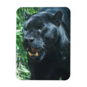 Black Panther Cat Premium Magnet (Vertikal)