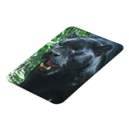 Black Panther Cat Premium Magnet (Linke Seite)