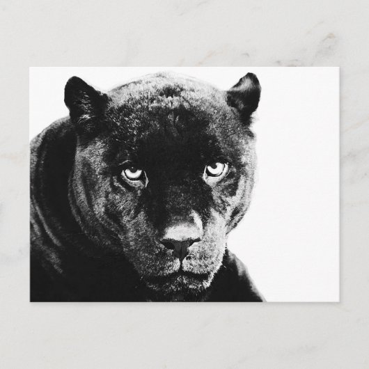 Black Panther Jaguar Postkarte (Vorderseite)