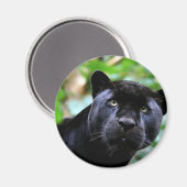 Black Panther Macro Magnet (Vorderseite/Rückseite)