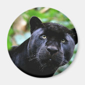 Black Panther Macro Magnet (Vorne)