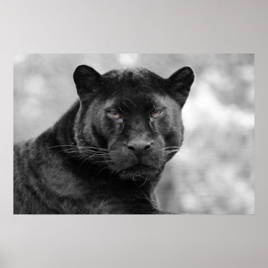 black panther poster (Vorne)