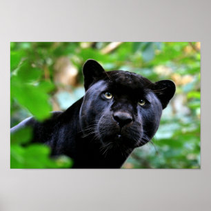 Black Panther Poster