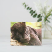 Black Panther Sleeping Postcard Postkarte (Stehend Vorderseite)