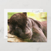 Black Panther Sleeping Postcard Postkarte (Vorne/Hinten)