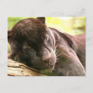Black Panther Sleeping Postcard Postkarte