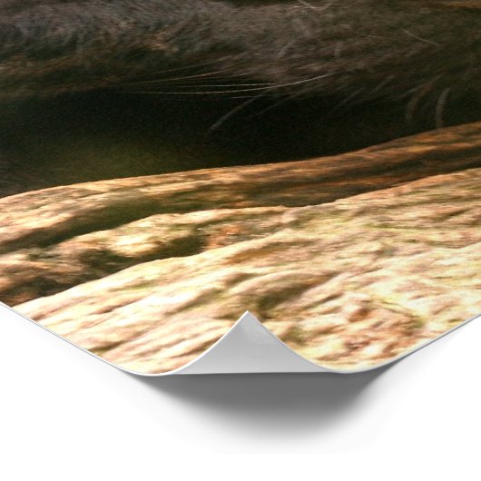 Black Panther Sleeping Poster (Ecke)