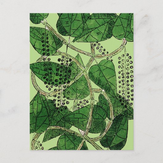 Black Pepper-Pflanze, 1578 Postkarte (Vorderseite)