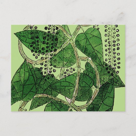 Black Pepper-Pflanze, 1578 Postkarte (Vorderseite)