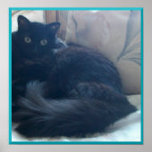 Black Persian Cat Poster (Vorne)