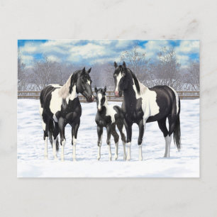 Black Pinto Quarter Pferde Paint Pferde im Schnee Postkarte