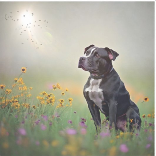 Black Pitbull Vinyl Stickers Aufkleber (Vorderseite)