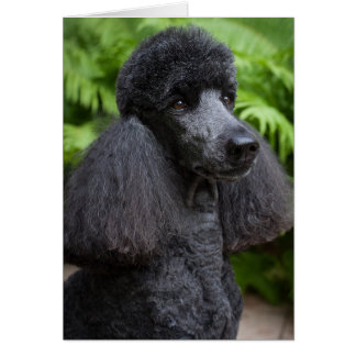 Black Poodle Blank-Karte