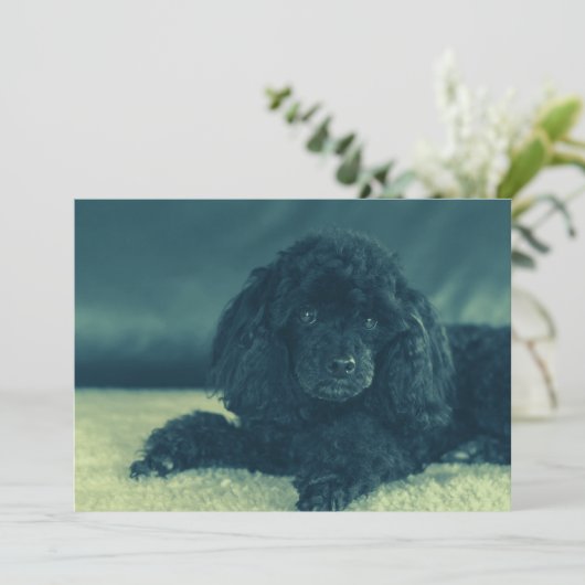 Black Poodle Dankeskarte (Stehend Vorderseite)