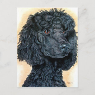 Black Poodle Postkarte
