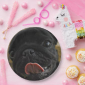 black pug licking pappteller (Party)