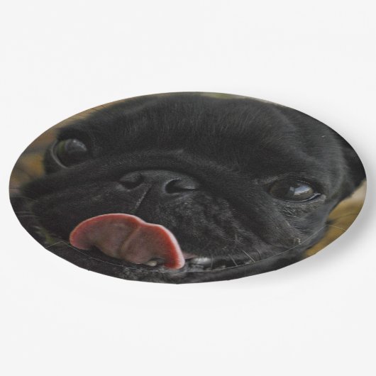 black pug licking pappteller (Schrägansicht)