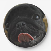 black pug licking pappteller (Vorderseite)
