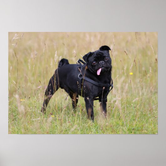 Black Pug Sticking Out Tounge Poster (Vorne)