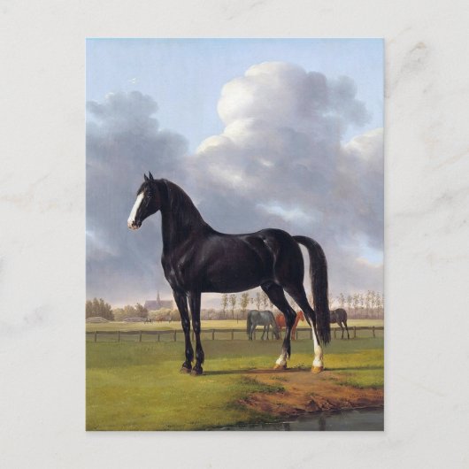 Black Race Horse Circa 1828 Postkarte (Vorderseite)