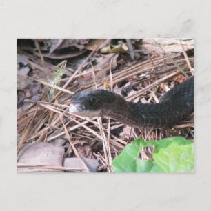 Black Racer Jagen Postkarte