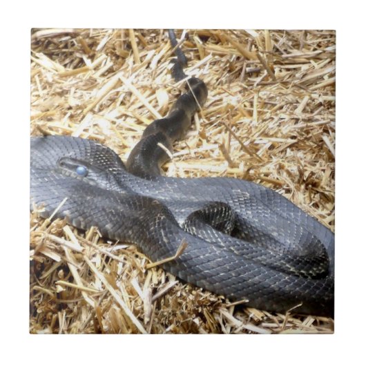 Black Racer Schlange Tile Fliese (Vorderseite)