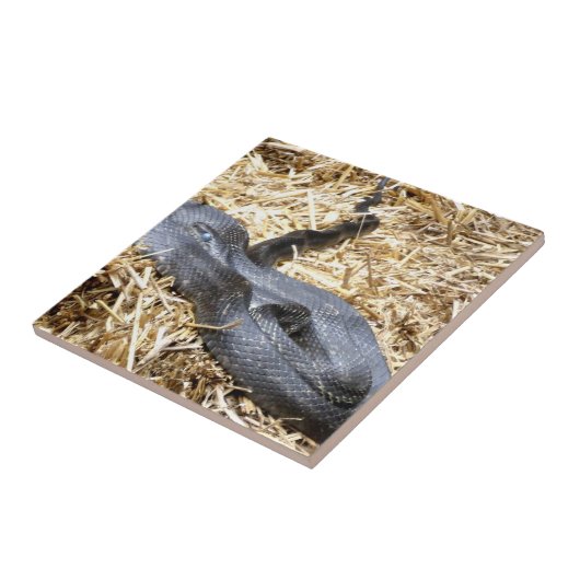 Black Racer Schlange Tile Fliese (Seite)