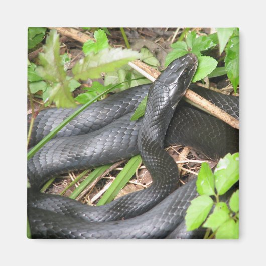 Black Racer Snake Sunning Magnet (Vorne)