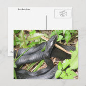 Black Racer Snake Sunning Postkarte (Vorne/Hinten)