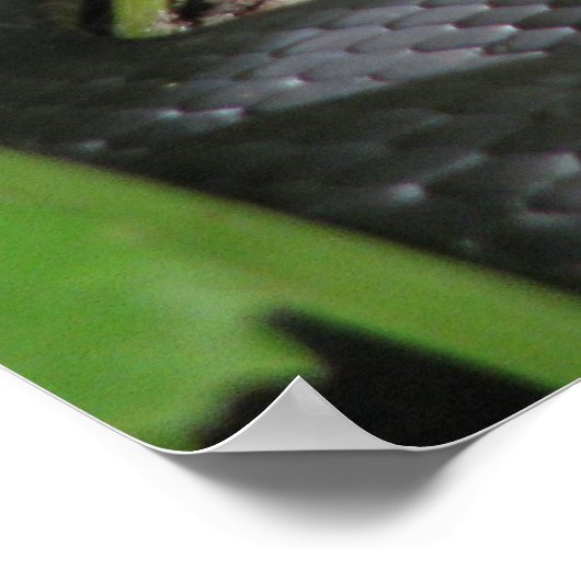 Black Racer Sunning Poster (Ecke)