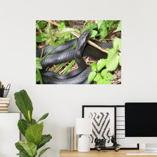 Black Racer Sunning Poster (Heimbüro)