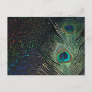 Black Rainbow Peacock Postkarte