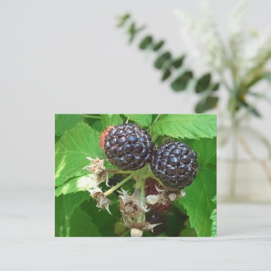Black Raspberries Postcard Postkarte (Stehend Vorderseite)