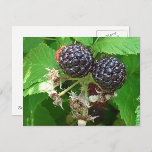 Black Raspberries Postcard Postkarte (Vorne/Hinten)