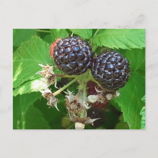 Black Raspberries Postcard Postkarte (Vorderseite)