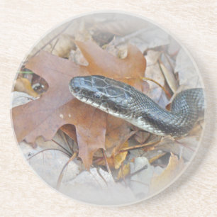 Black Rat Snake - Elaphe obsoleta obsoleta Getränkeuntersetzer