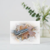 Black Rat Snake - Elaphe obsoleta obsoleta Postkarte (Stehend Vorderseite)